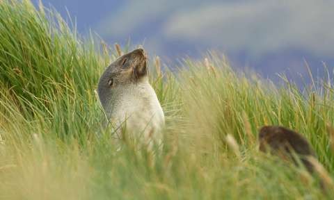 South Georgia Island