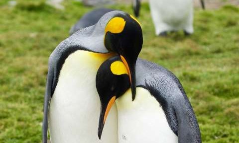 Photography Tours South Georgia