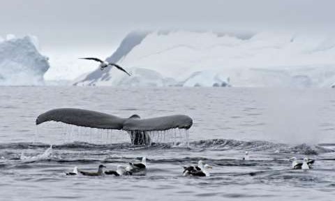 Antarctica Cruises February 2018