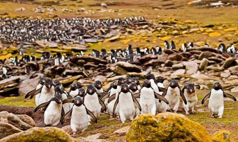 Falkland Islands