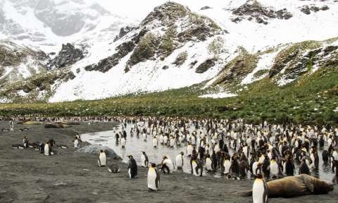 South Georgia Luxury Cruises