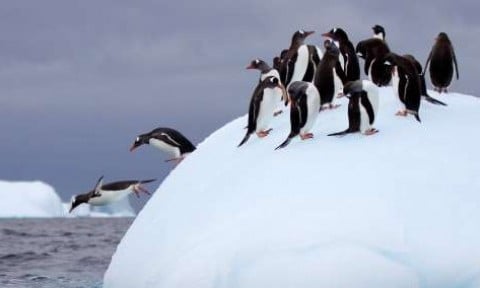 Antarctic Cruises