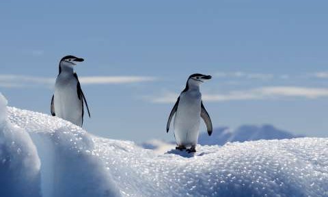 Antarctic Peninsula Cruises