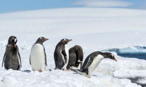 Antarctic Wildlife