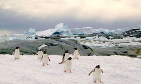 Antarctica Cruises March 2019