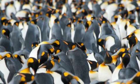 South Georgia & Falklands