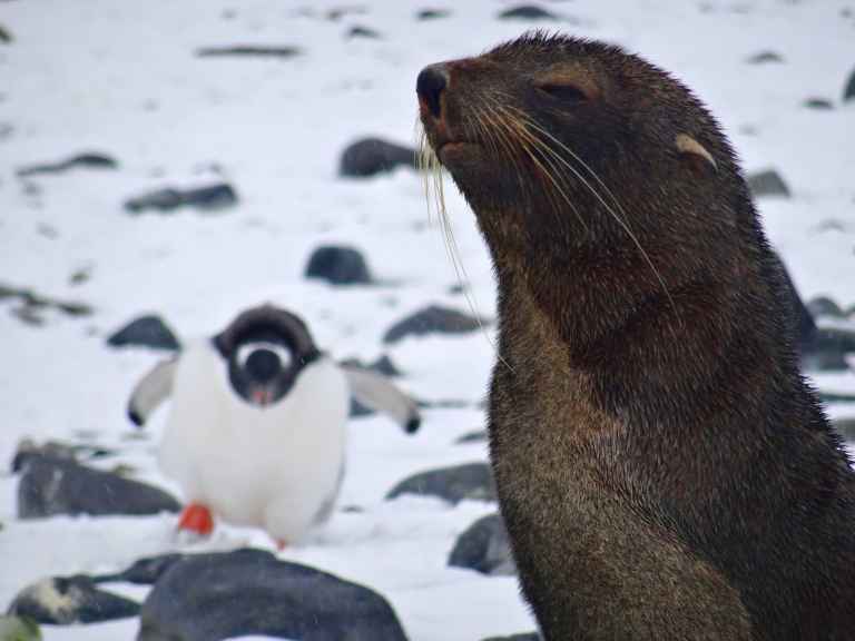 SWOOP_3_NEWBY_ALL_FURSEAL
