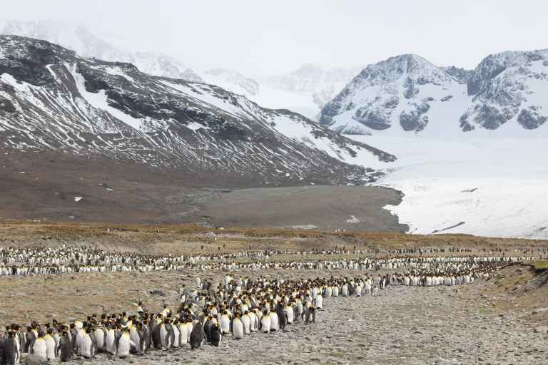 CUS_3_Charles-Leslie-Cook_PRIV_penguins-mountains-e