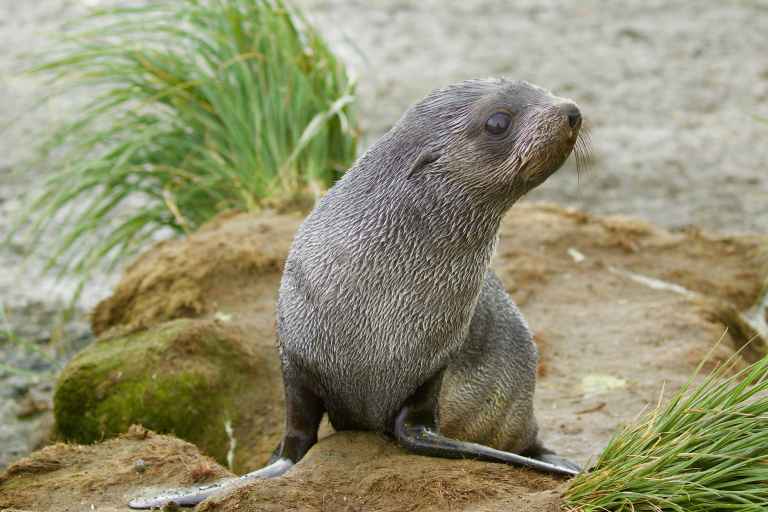CUS_3_Jane-Kelley_PRIV_antarctic-fur-seal-pup-e