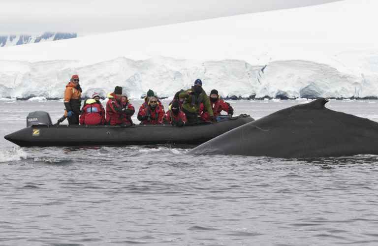 CUS_3_Mark-Belding_PRIV_zodiac-huge-whale