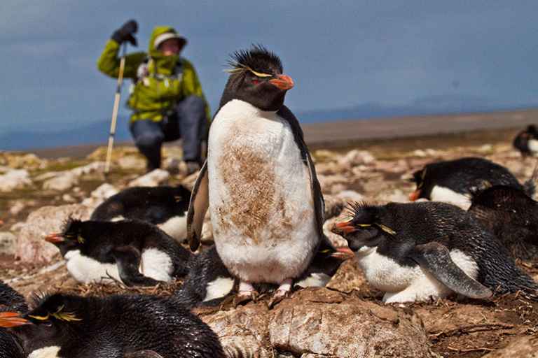 FTB_3_FTB_ALL_Rockhopper-penguins-traveller2