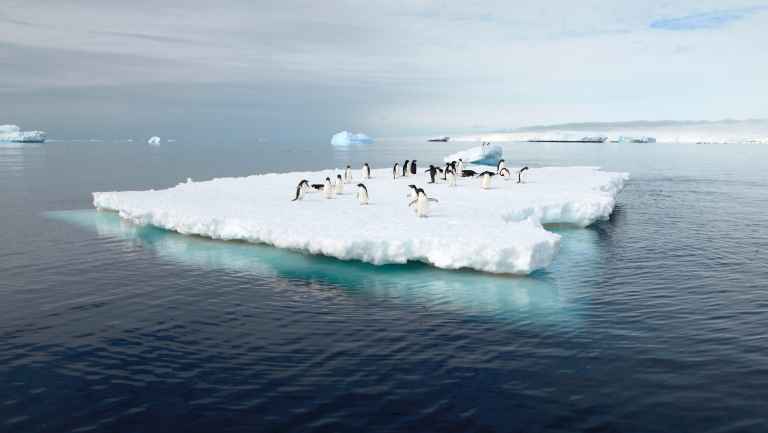 HER_4_E-Bell_RTD_AdeliePenguinsOnIceberg