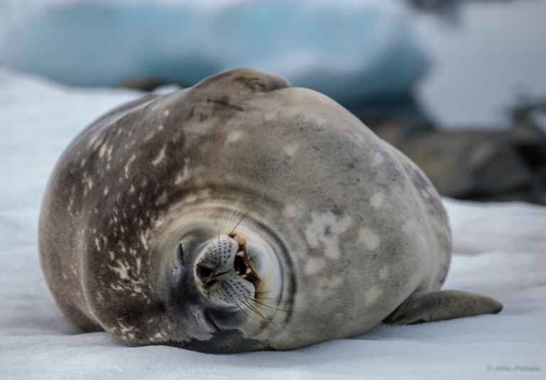 Lazy Seal