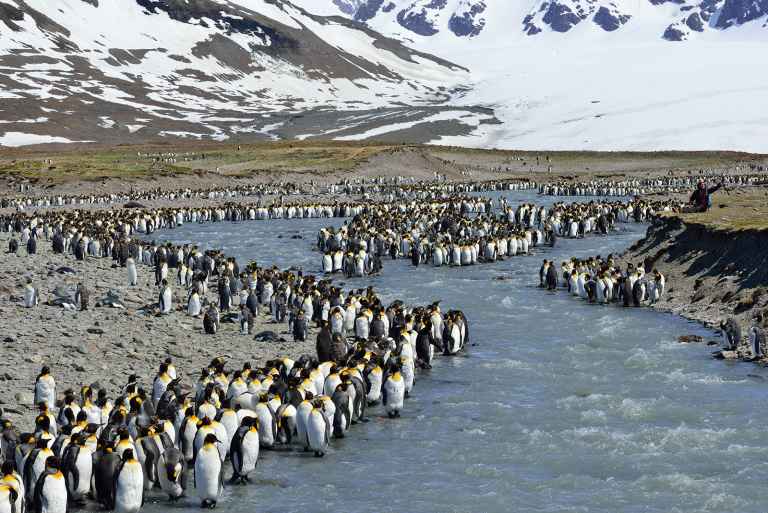 OCE_3_Martin-van-Lokven_RTD_King-Penguins_St Andrews-Bay_November2