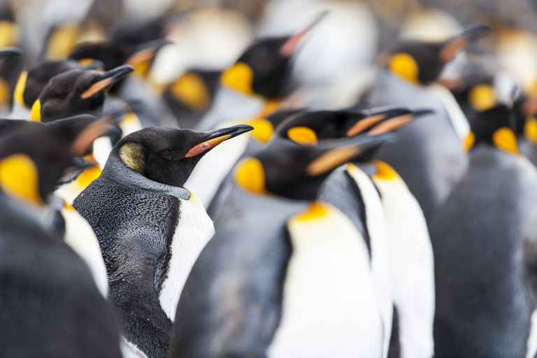 OO_3_Renato-Granieri_RTD_king penguin Salisbury plain South Georgia2