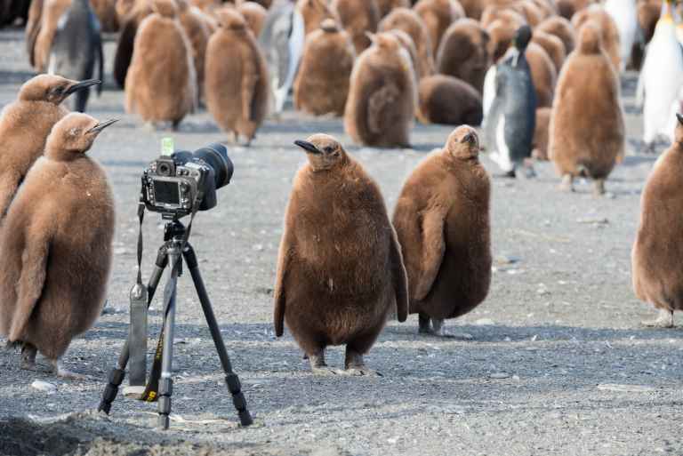 PL_3_PL_RTD_FSG_king_penguin_chicks_camera-e