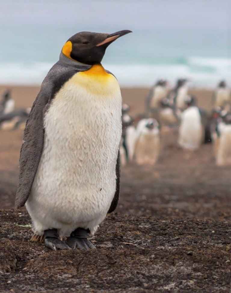 QUA_3_QUA_RTD_Proud-penguin-Falklands