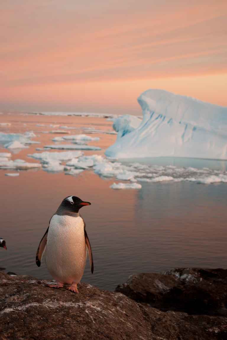 SHU_3_SHU_ALL_Solo gentoo Antarctica_e