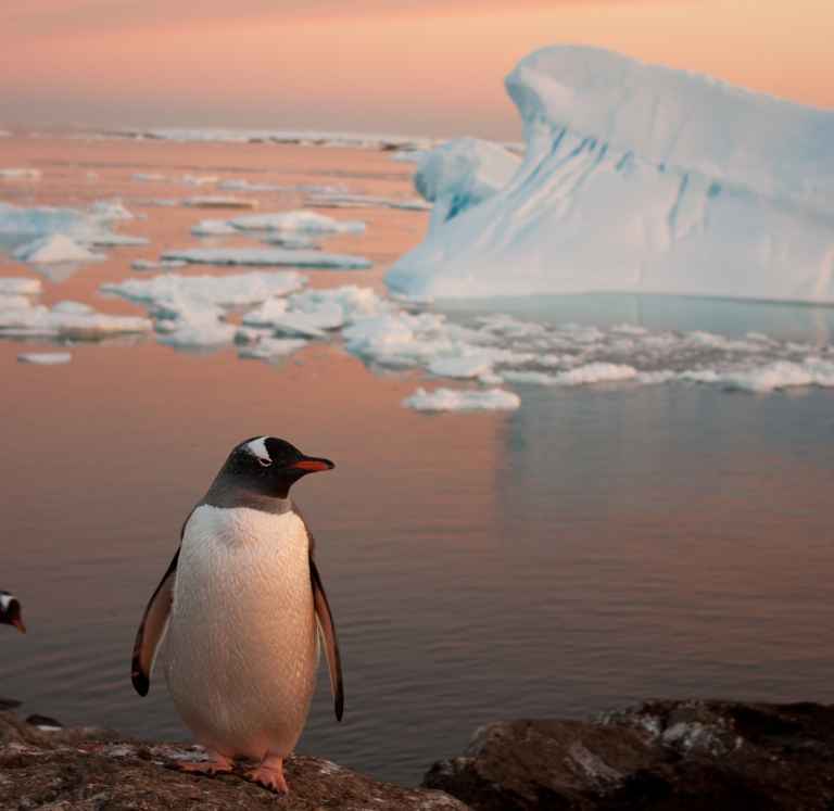 SHU_3_SHU_ALL_Solo gentoo Antarctica_e4