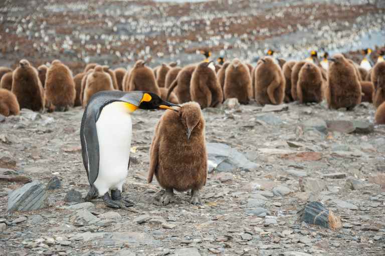 SHU_4_SHU_ALL_penguin chicks January EDIT