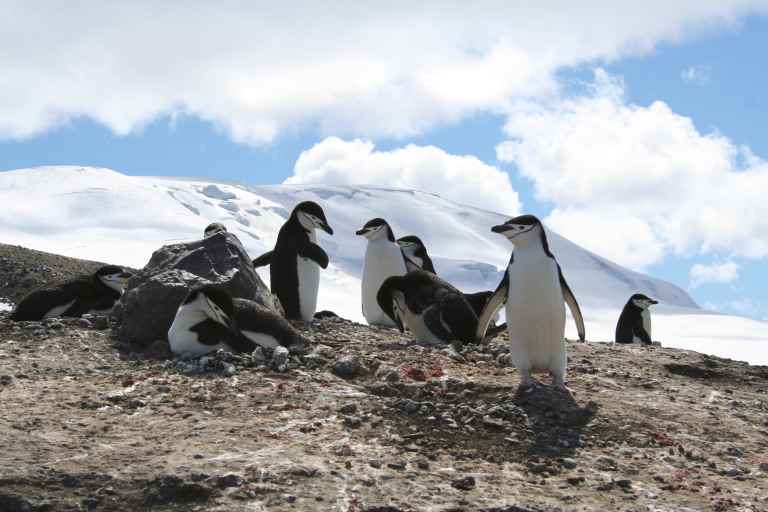 PENGUIN CHICKS NESTS