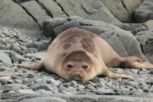 lim seal
