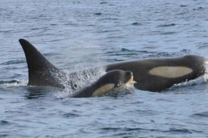 TRACY MATTHEWS ORCAS