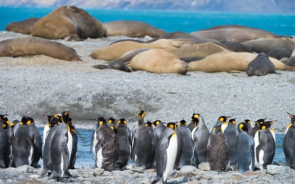 King Penguins & Elephant Seals in South Georgia