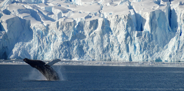 Whale leaps out of Antarctic waters