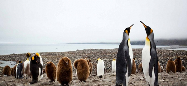 The wildlife havens - Falklands, South Georgia and Antarctica