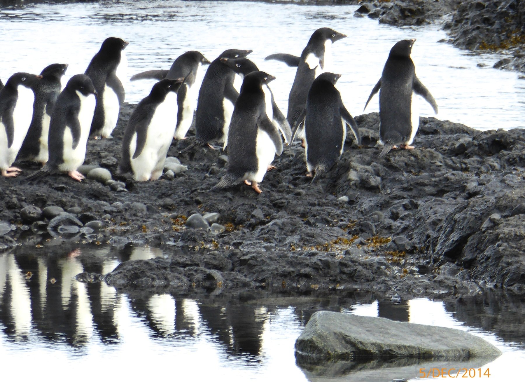 AdeliePenguins[1]