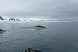 Humpback whale spotting!