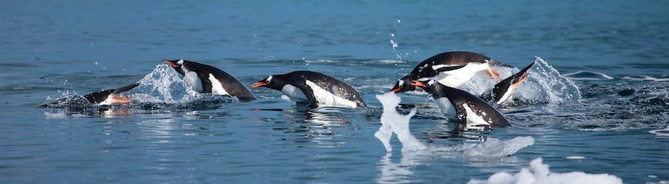 Aurora_Penguins