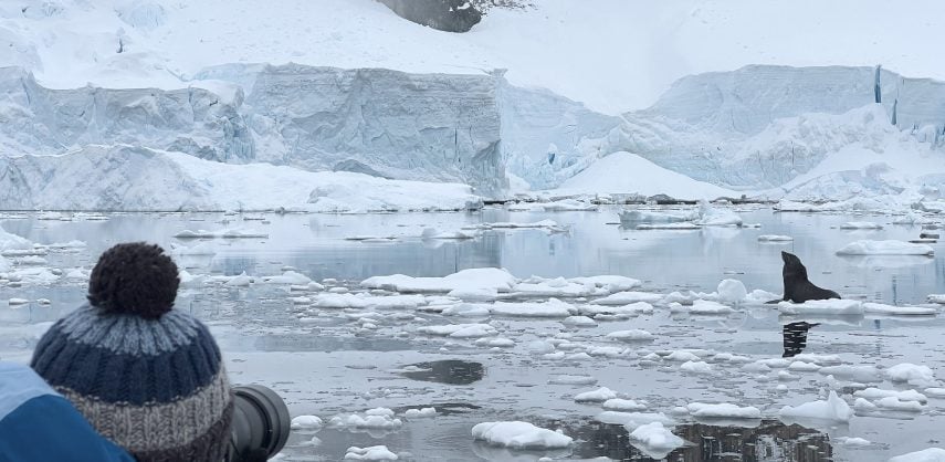 Photographing a fur seal on an ice floe in Antarctica