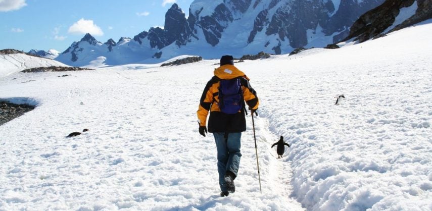 A gentoo penguin highway on Cuverville Island