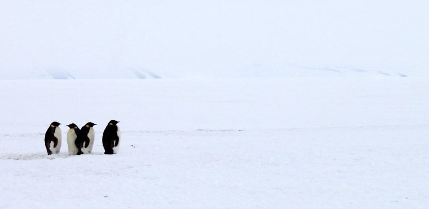 Three emperor penguins on the ice