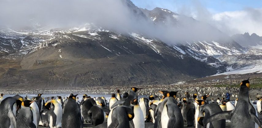 King penguins in St Andrews Bay on South Georgia
