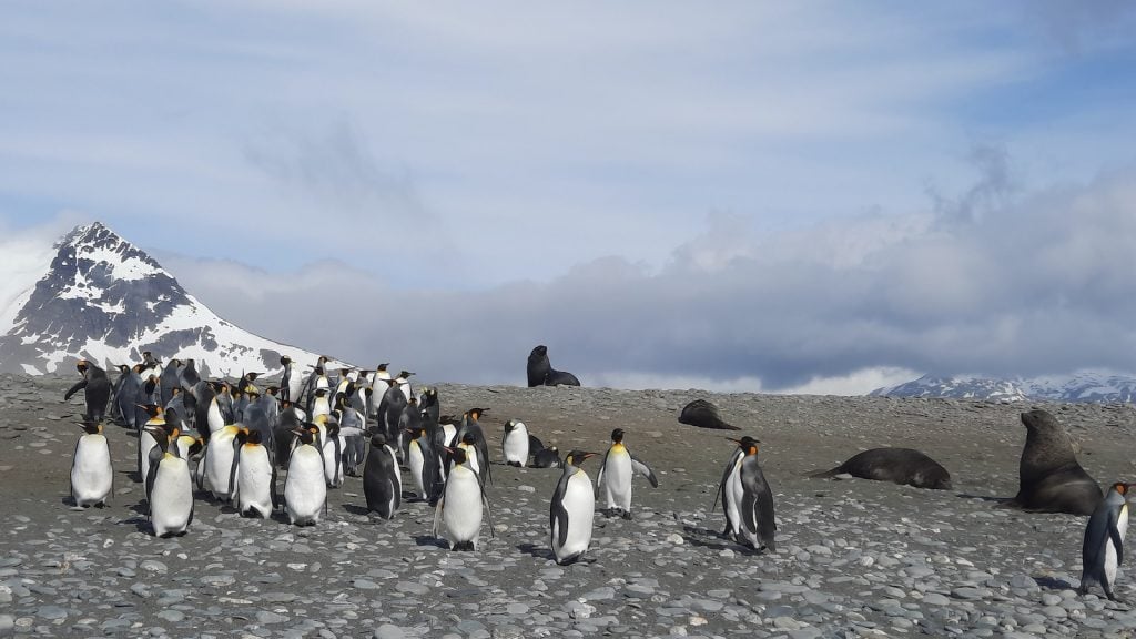 King Penguins on the beach at Salisbury Plain in South Georgia