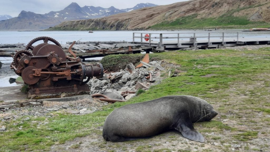 Fur seal in Grytviken, South Georgia