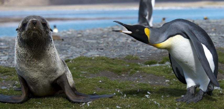 Fur seal and king penguin on South Georgia