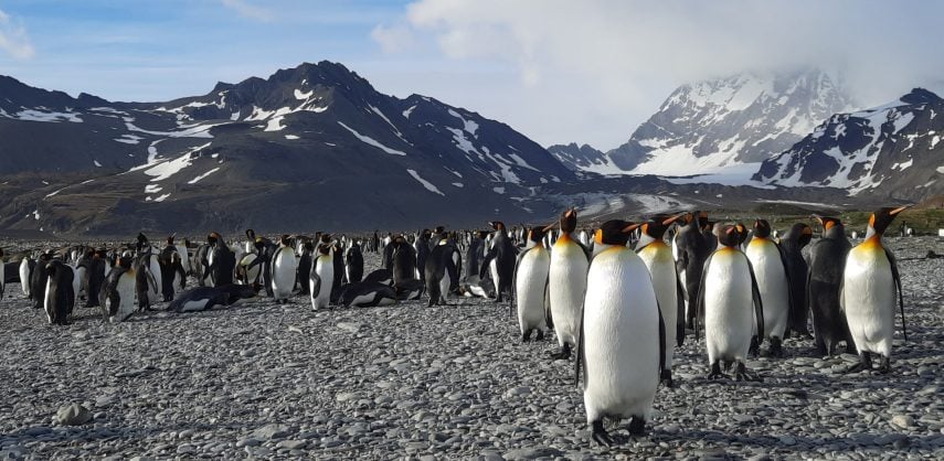 King Penguins in St andrews Bay South Georgia