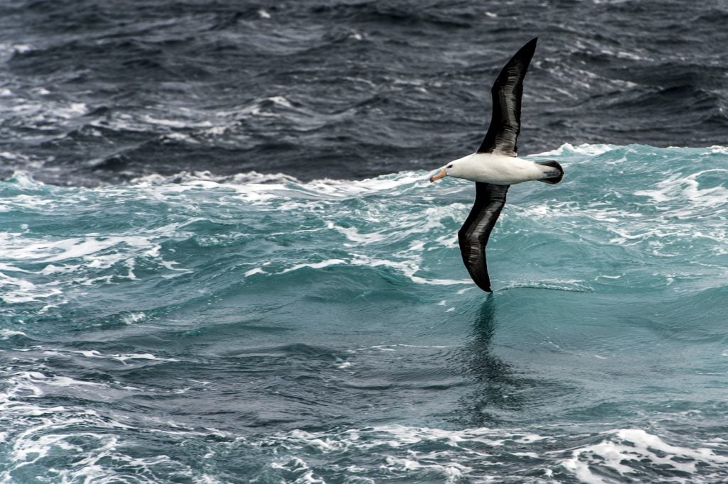 Black-browed albatross