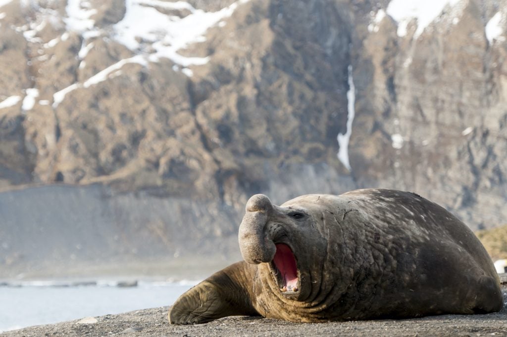 An adult male southern elephant seal in South Georgia