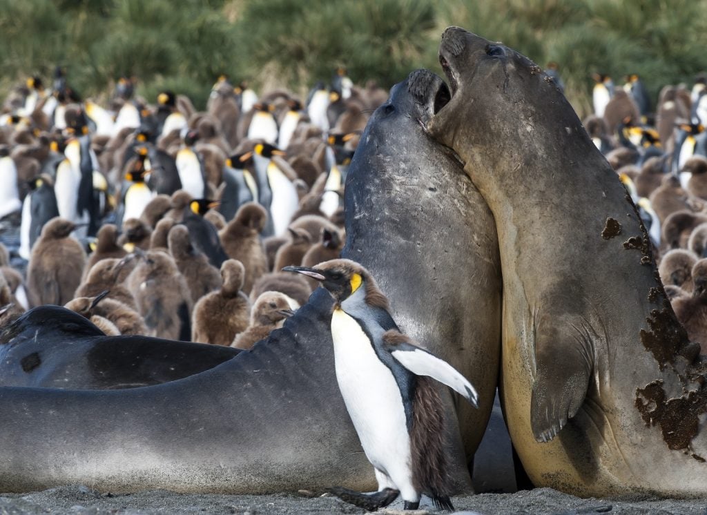 Immature male southern elephant fur seals in South Georgia