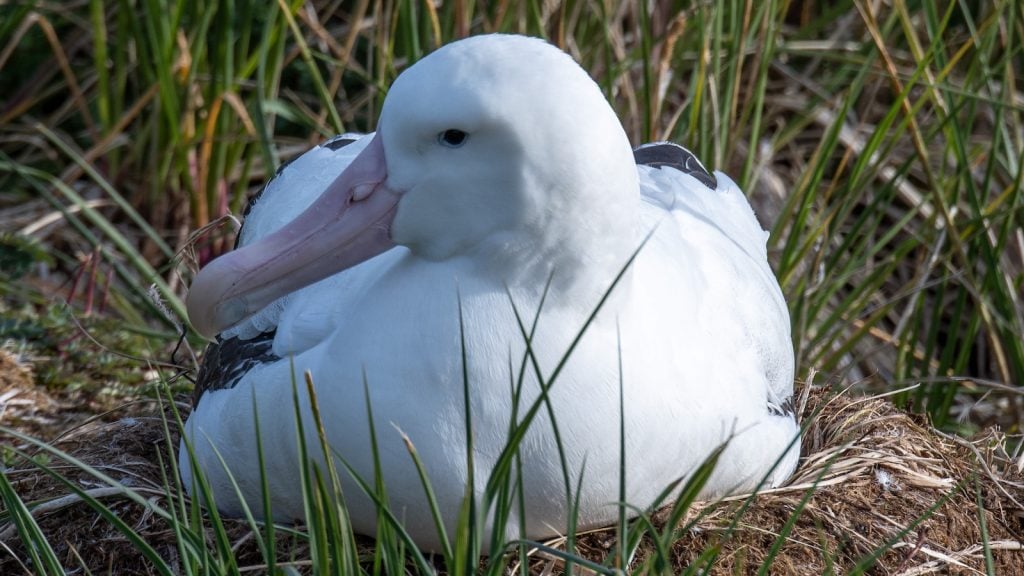 Wandering albatross on Prion Island, South Georgia