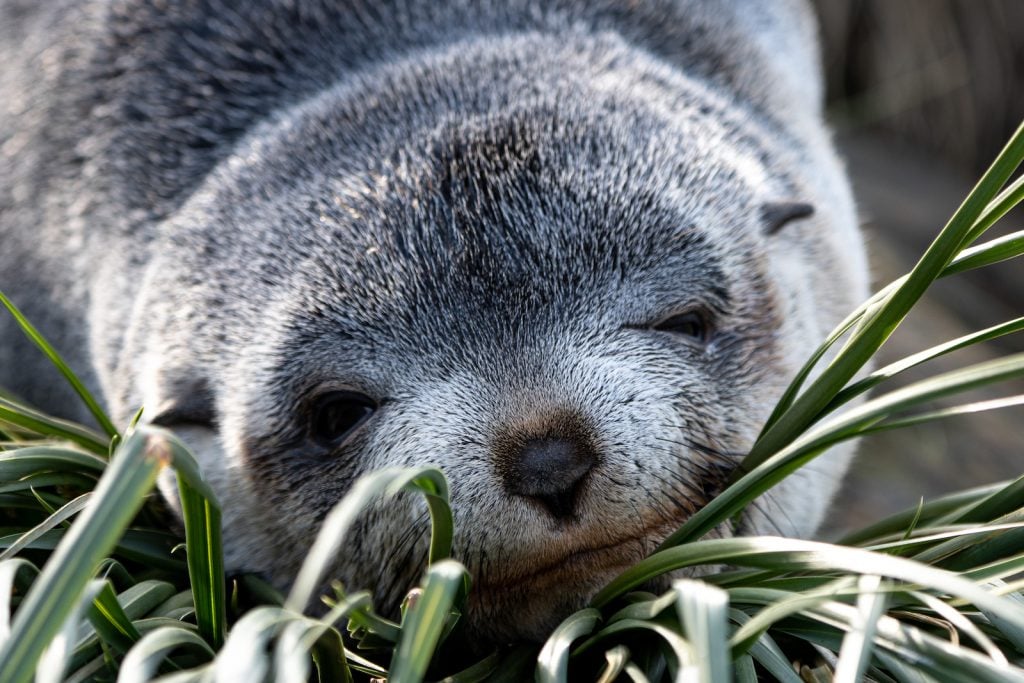 Baby fur seal on Prion Island in South Georgia