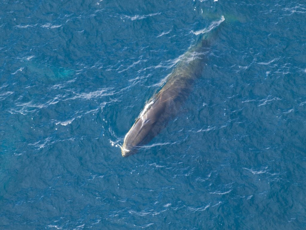 An aerial view of a fin whale coming up to surface in a clear sea in the Southern Ocean