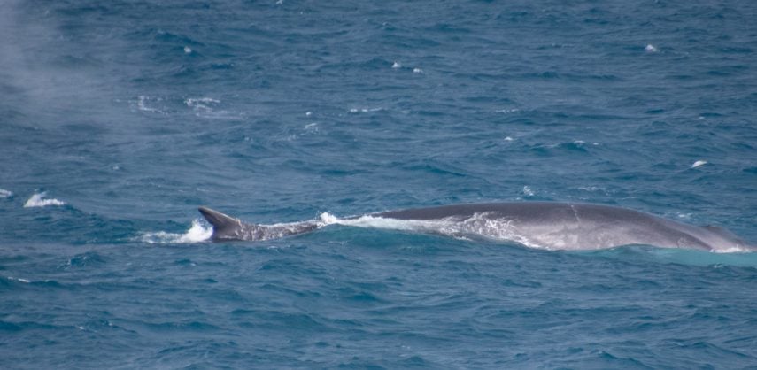 A fin whale swimming in the Southern Ocean near Elephant Island. The curved dorsal fin is clearly visible.