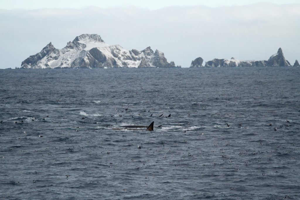 The fins and flukes of a large group of fin whales (and many sea birds) are visible on the sea in front of the mountains of Elephant island