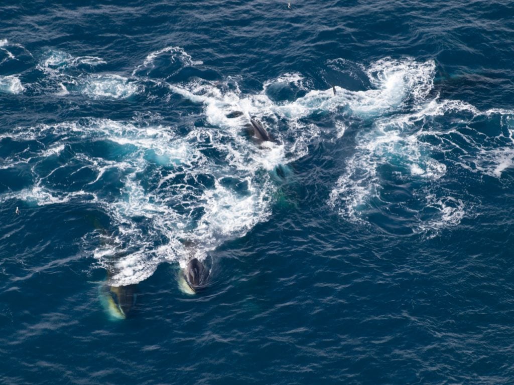 An aerial view of a large group of fin whales feeding in the southern ocean near Elephant island. The blue sea is frothy with their activity.